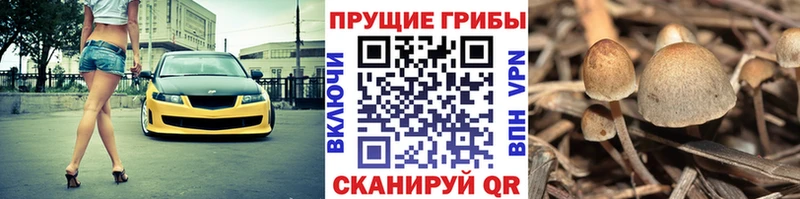 Галлюциногенные грибы Magic Shrooms  блэк спрут зеркало  Мыски 